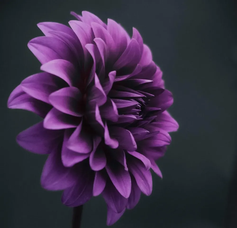 fleur mauve